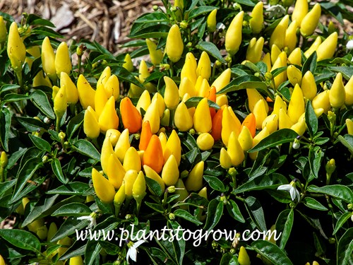 Sedona Sun Ornamental Pepper (Capsicum)